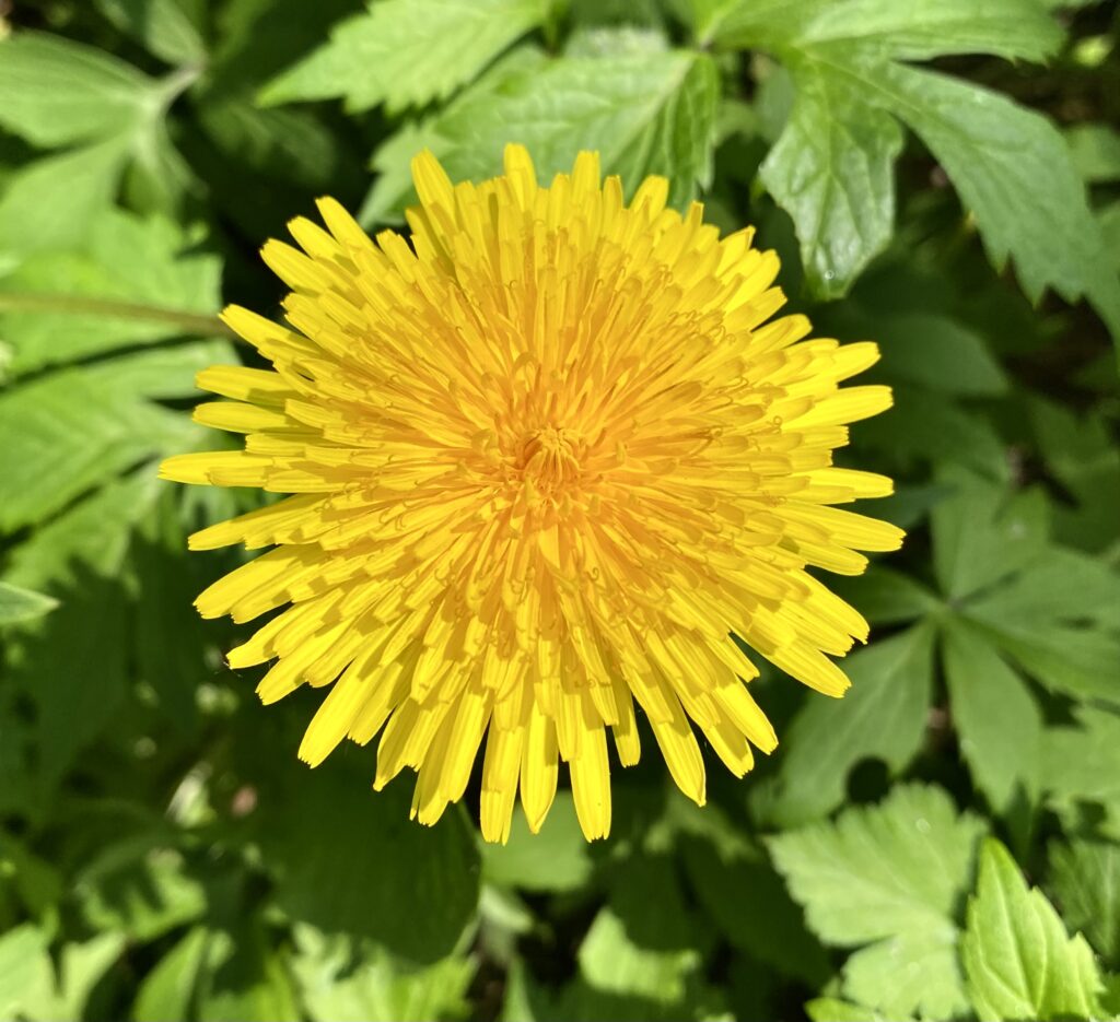 The Dandelion