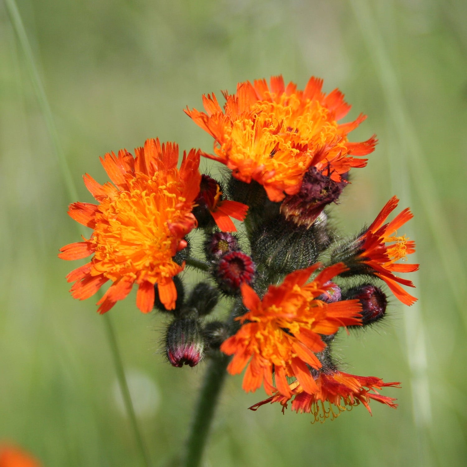 The Orange Hawkweed