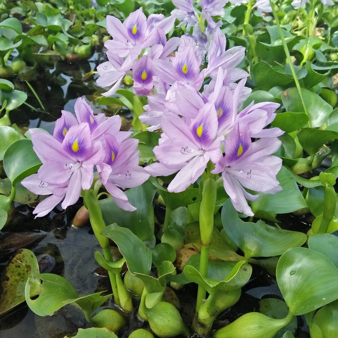 The Water Hyacinth