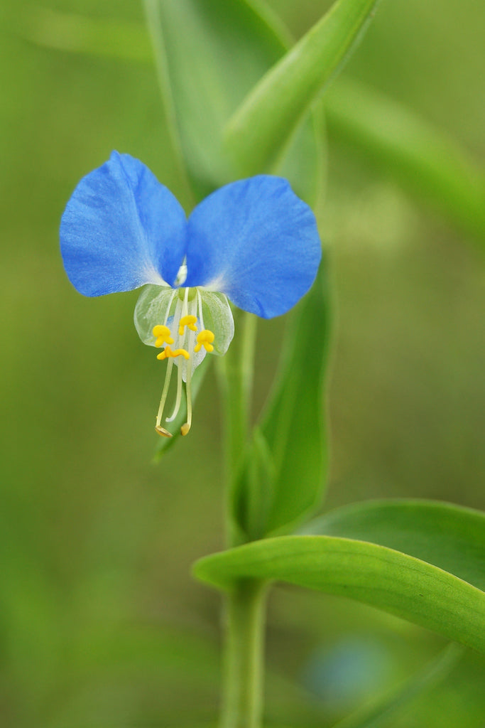 The Asiatic Dayflower